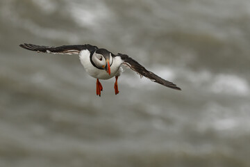 Puffin in Flight