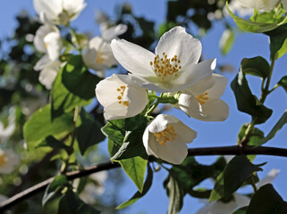 Jasmine flowers in the rays of the morning June sun