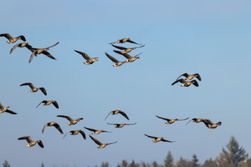 Great Goose, (Anser anser), Southern Bohemia, Czech Republic