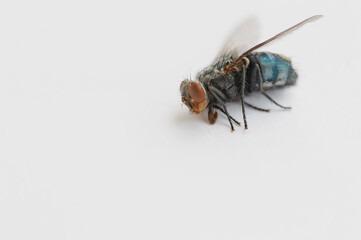 The domestic spit fly (Calliphora vomitoria) is a species of insect in the family Calliphoridae....