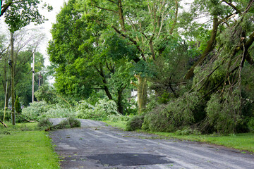 Storm damage to trees
