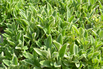 Lamb's Ears, Turkish lamb's ear, Stachys byzantine (Stachys Lamiaceae). Garden plants close-up. Garden with fluffy gray green leaves of an ornamental decorative plant. Background.