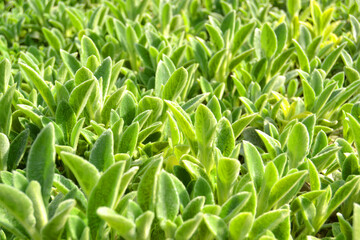 Lamb's Ears, Turkish lamb's ear, Stachys byzantine (Stachys Lamiaceae). Garden plants close-up. Garden with fluffy gray green leaves of an ornamental decorative plant. Background.