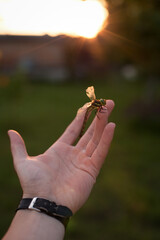 dragonfly in hand