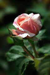 Colorful roses in summer garden