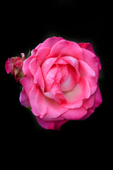 Fototapeta premium Colorful roses in summer garden