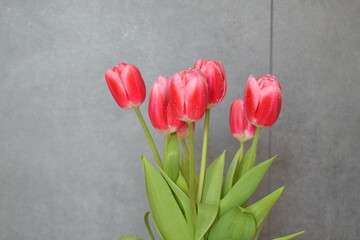 Banner with beautiful bouquet of pink / red tulips close-up against a gray wall with copy space. Flower arrangement. Springtime. Greeting card for the holidays. Selective focus
