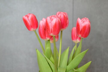 Background. A bouquet of pink-yellow tulips on a gray background