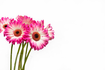 Bouquet of gerbera jamesonii flowers with white and pink petals on a white background. Isolate....