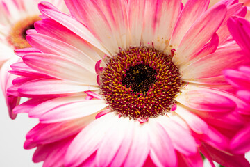 Close-up of gerbera jamesonii flowers with white and pink petals on a white background. Macro. Small depth of field.