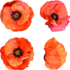 Set of hand drawn watercolor poppy flowers - obrazy, fototapety, plakaty