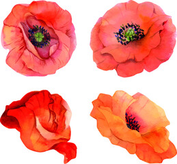 Set of hand drawn watercolor poppy flowers