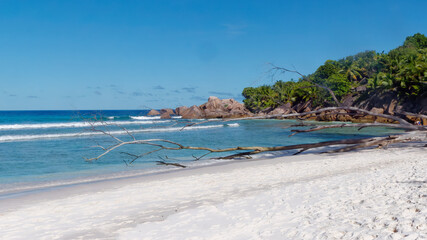 View of the tree trunk on the beach of Petit Anse, isle of La Digue, Seychelles