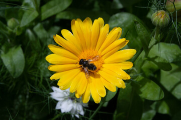 Flores de jardín, margarita con abeja