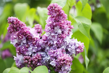 Obraz premium spring blooming lilac, natural flower background