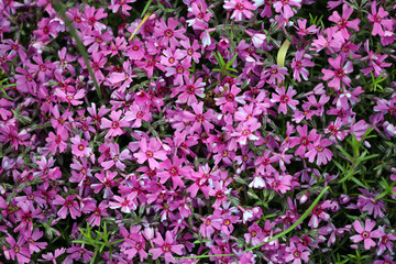 Fototapeta premium Phlox subulata is a perennial herbaceous plant, a species of the genus Phlox of the cyanotic family (Polemoniaceae), nice flower background