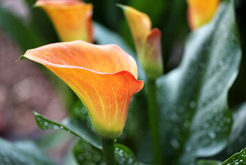 Zantedeschia aethiopica, commonly known as calla lily and arum lily, natural background. Orange calla flower