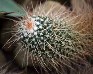 Cactus close up spiked. Cactus backdround, cacti design or cactaceae pattern 