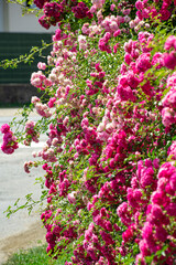 Fototapeta na wymiar arbres rosiers en fleurs