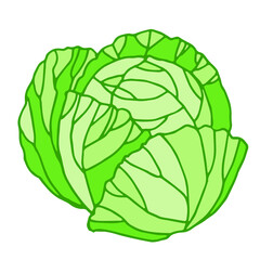 Vector green liner cabbage vegetable