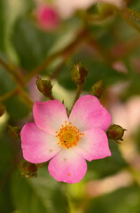 Close-up of a rose garden, Belgium