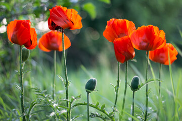 Obraz premium red poppy field