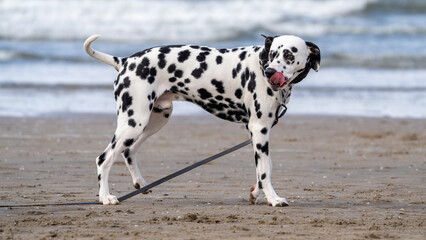 dalmatian puppy on the beach
