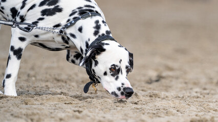 dalmatian puppy on the beach
