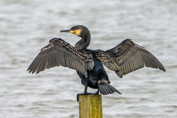 Cormorant drying its wings