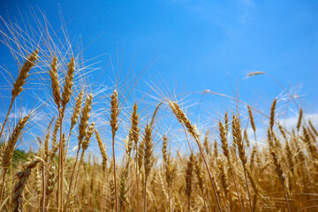 yellow ripe wheat field. a clear day. agriculture.