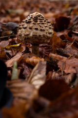 Brown textured mushroom cap with slime in brown leaves on the forest floor in the Palatinate forest of Germany on a fall day.