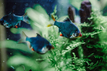 Aquarium fish, mutant barbus, freshwater aquarium, aquarium hobby, soft focus