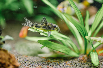 Corydoras aquarium fish in a freshwater aquarium with underwater plants