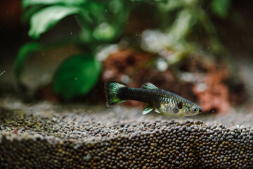Guppy aquarium fish in a freshwater aquarium with underwater plants