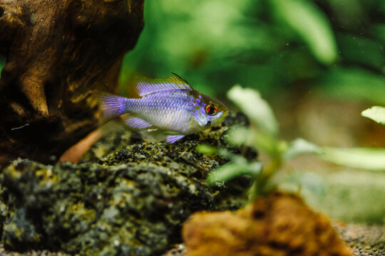 Mikrogeophagus ramirezi var «Electric Blue», aquarium fish, freshwater aquarium, aquarium hobby