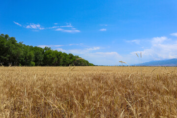 yellow ripe wheat field. a clear day. agriculture.