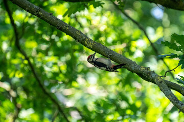 Adult male of Great spotted woodpecker photographed with the last lights of the afternoon, birds