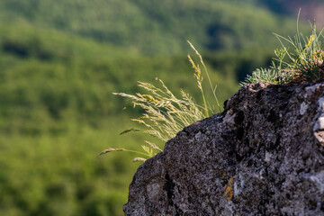 grass flowers growing in the rock