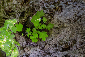 Old leaky tree from the inside in the forest