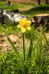 Yellow daffodils grow near the lake. Card. Photo