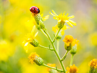 ladybird on yellow flower