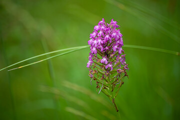 fleur race des orchidees 