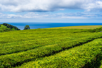 Fototapeta na wymiar Gorreana tea plantation in São Miguel, Azores.