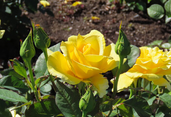 Yellow roses with a green background.