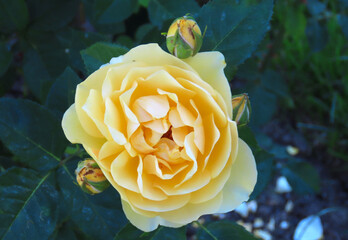 Yellow roses with a green background.