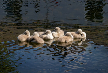 Six swan cygnets sleeping while floating on water. Newly hatched chicks with soft fluffy feathers asleep during first swim. 