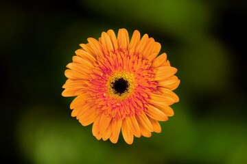 multicolor flowers in the garden, landscape background
