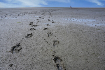 Fußspuren im Wattenmeer bei Ebbe an der Nordseeküste in Deutschland