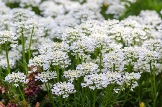 Iberis sempervirens evergreen candytuft perenial flowers in bloom, group of white springtime flowering rock plants