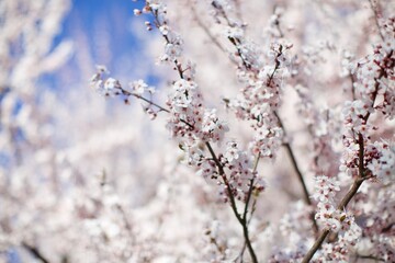 Flowers blooming in spring in nature.  blurry background.
